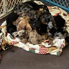 Dachshund Puppies from Wideners Dachshunds