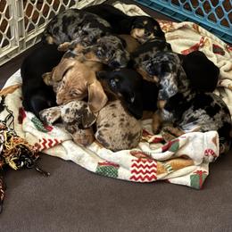 Dachshund Puppies from Wideners Dachshunds