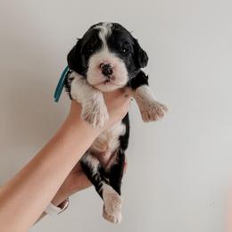 Hemby. - Black and white male Sheepadoodle puppy in Wabash, Indiana from DOODCompany