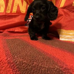 Dachshund Puppies from Abby Stuart