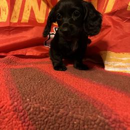 Dachshund Puppies from Abby Stuart