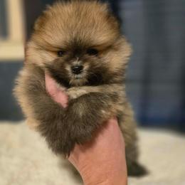 Mango - Orange sable male Pomeranian puppy in Canandaigua, New York from Fingerlakes Pomeranians