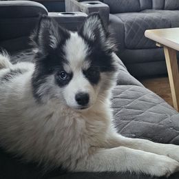 Hayley - Companion Cross puppy from Limited Edition Pomskies