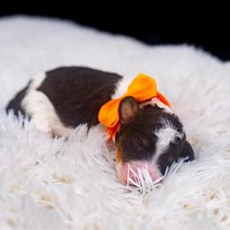 Rolo - Tri-color male Bernedoodle puppy in Richmond, Texas from Harper’s Heartbeats
