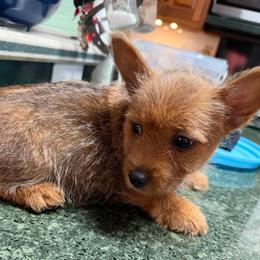 Brianna - Red female Norwich Terrier puppy in Blountville, Tennessee from Parker Place  Puppies (Mini schnauzers and Norwich Terriers)
