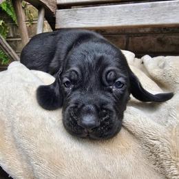 Triton - Black male Colombian Fino Hound puppy in Kingston, Tennessee from Fino Hounds USA