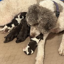 Boy 5 - Brown male Poodle puppy in Bettendorf, Iowa from Red Door Poodles