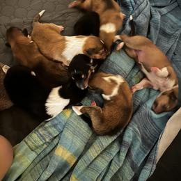 Scottish Collie Puppies from Sweet Selkie Scottish Rough Collies