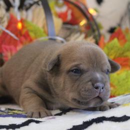 Green Collar - Blue fawn male American Bully puppy in Easton, Maryland from Night Court Bullies