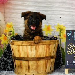 Sable Girl! - Sable German Shepherd puppy in Kansas City, Missouri from Zwinger von dem Bauernhof