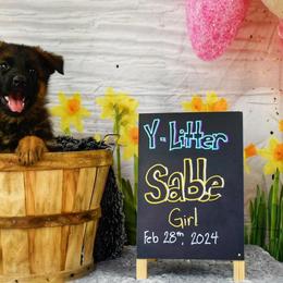 Sable Girl! - Sable German Shepherd puppy in Kansas City, Missouri from Zwinger von dem Bauernhof