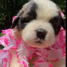 Pink female - Mahogany and white female Saint Bernard puppy in New Philadelphia, Ohio from Fletchers Saints