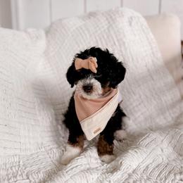 Clara - Tri-color female Bernedoodle puppy in Cold Spring, Minnesota from A.N.A. Doodles