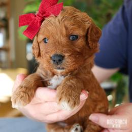 Marquee - Red  female Goldendoodle puppy in Salado, Texas from Red Ranch Dogs