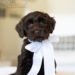 Telluride - Chocolate female Australian Labradoodle puppy in Salem, Oregon from Hunterberry Hill Labradoodles