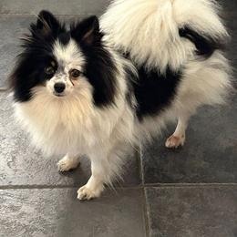 Tira - Black and tan parti female Pomeranian puppy in Douglas, Massachusetts from Country Oak Poms LLC