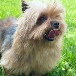 Gizzy - Yorkshire Terrier