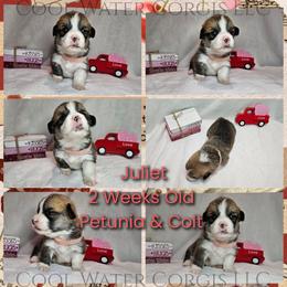 Juliet - Red female Pembroke Welsh Corgi puppy in Kiowa, Colorado from Cool Water Corgis LLC