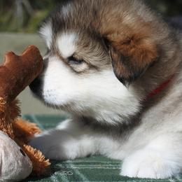 Alaskan Malamute Puppies from Snowlion Alaskan Malamutes