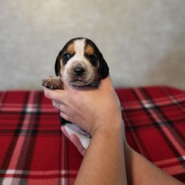 Boy 1- Bolt - Black tan and bluetick male Beagle puppy in Bell, Florida from Pridgeon Kennels