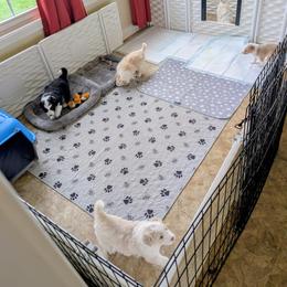 Border Collie Puppies from Double4farms