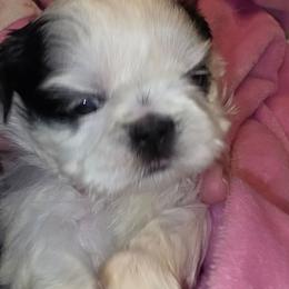Girl 1 - Black and white female Shih Tzu puppy in Buxton, Maine from Shih Tzu Junction