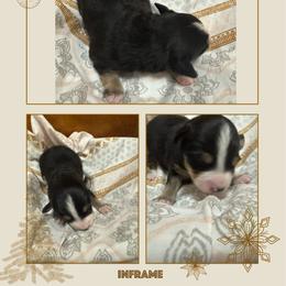 Mickey - Black tri male Toy Australian Shepherd puppy in Menan, Idaho from Teton Toy Aussies
