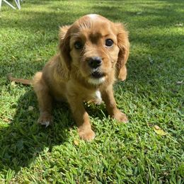 Cavalier King Charles Spaniel Puppies from Brentmoor Cavaliers