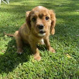 Cavalier King Charles Spaniel Puppies from Brentmoor Cavaliers