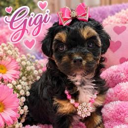 Gigi - Tri-color female Yorkipoo puppy in Cooper City, Florida from Jenny La Bone