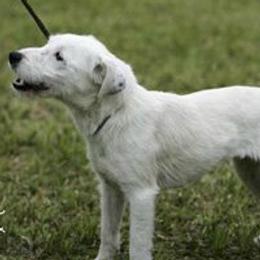 Dottie - Jack Russell Terrier