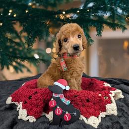 Sneezy - Red  male Poodle puppy in Mongomery, Texas from Celestial Jewels Poodles
