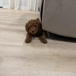 Nicky - Red female Cavapoo puppy in Mint Hill, North Carolina from DoodleForever