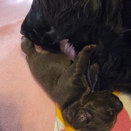 Flat-Coated Retriever puppies from JUBILEE- Flat- Coated Retrievers - AKC AWARD of MERIT BREEDER since 1998