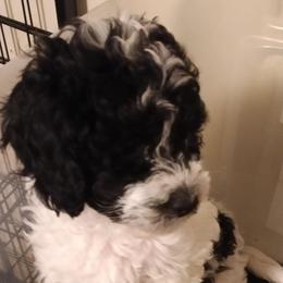 Cadbury - Black and white male Cavapoo puppy in East Providence, Rhode Island from Marta's Cavaliers