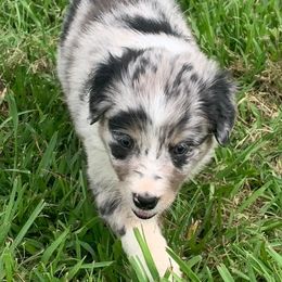 Australian Shepherds from Paradise Acres Aussies and Livestock