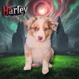 HARLEY - Red Merle Female - Red merle female Australian Shepherd puppy in Gainesville, Texas from Lady Luck Aussies