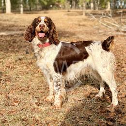Pele - English Springer Spaniel