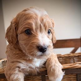 Romeo - Red  male Goldendoodle puppy in Bradenton, Florida from Christianna’s Mini Goldendoodles