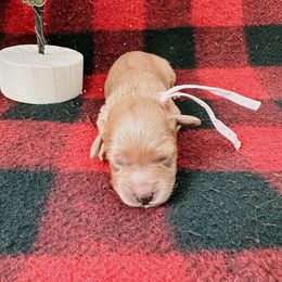Goldendoodle and Poodle Puppies from Desert Born Kennel