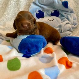 Hershey ( Dove) - Chocolate female Dachshund puppy in Wolf Lake, Indiana from Canisteo Dachshunds