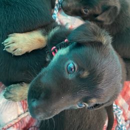 Belgian Malinois and Working Cross Puppies from L G Kennels