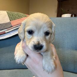 Girl 1 - Cream female Dachshund puppy in Walla Walla Valley, Oregon from English Cream Dachshunds