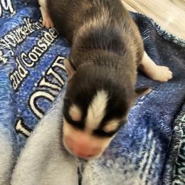Boy 1 - Black and white male Siberian Husky puppy in Killeen, Texas from Jackson's Siberians