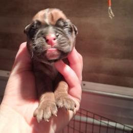 Girl 4 - Fawn female Boxer puppy in Pikeville, Kentucky from Boxers of Whispered Wishes