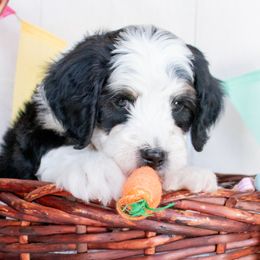 Lt Blue  BUDS - Tri-color Bernedoodle puppy in Dugway, Utah from Luv4Bernedoodles