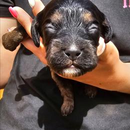 Jesse - Black and tan male Cockapoo puppy in Indiahoma, Oklahoma from Phamily Doodles