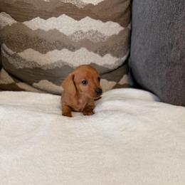 Gamora - Cream female Dachshund puppy in Atwater, California from Dachshunds of cali