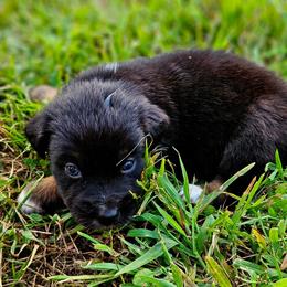 Justice - Black tri-color female Australian Shepherd puppy in Silex, Missouri from Small Town Australian Shepherds