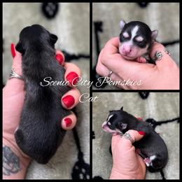 The Cat - Black and white male Pomsky puppy in Rossville, Georgia from Scenic City Pomskies